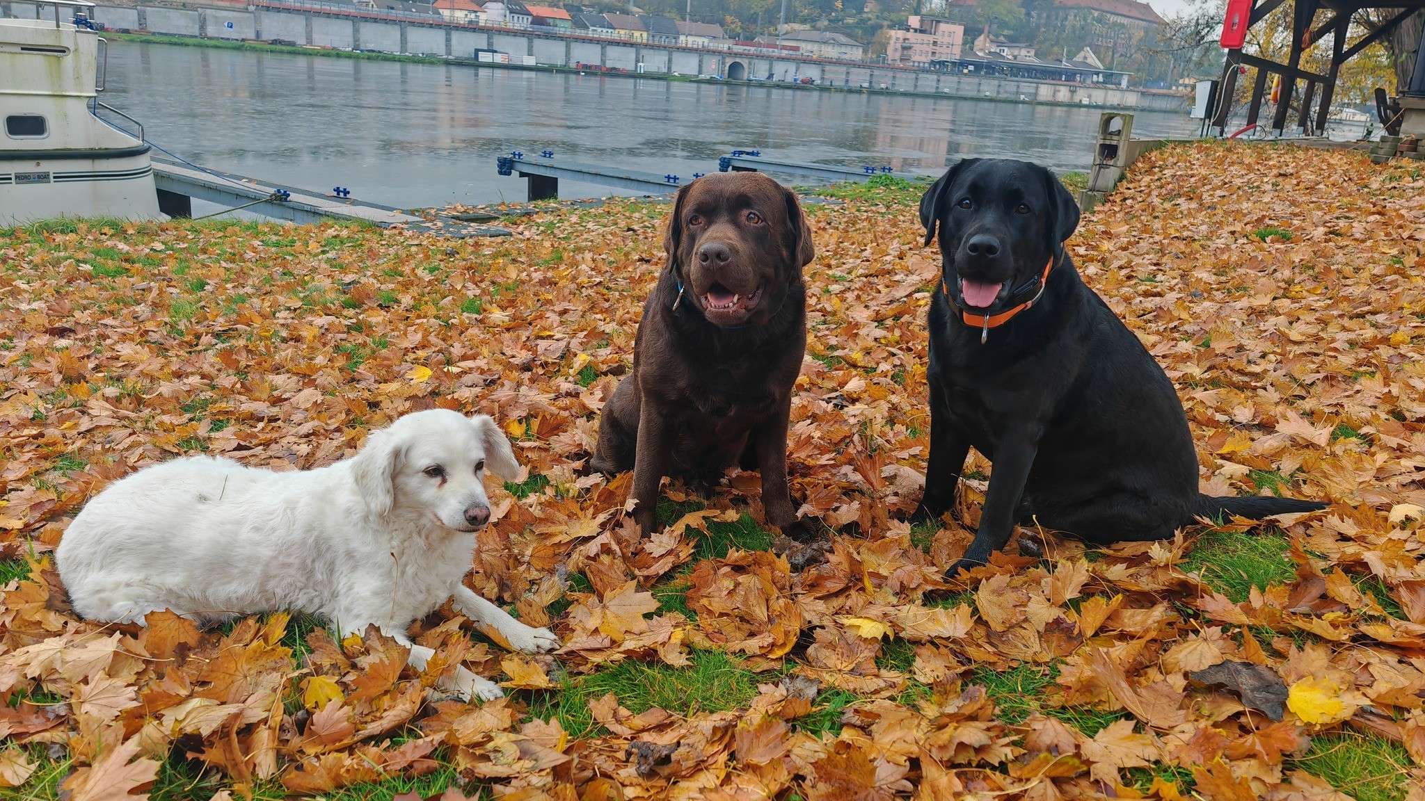 Labrador u vody