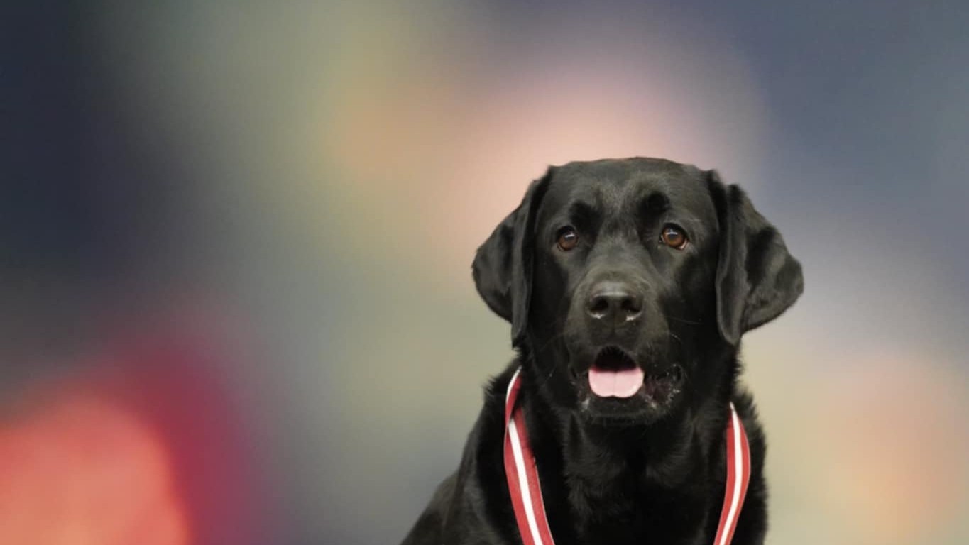 Labrador retrívr