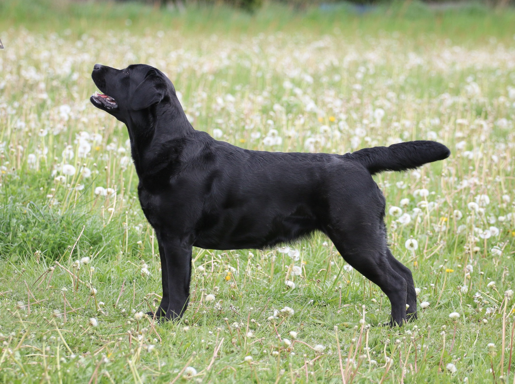 Labrador v přírodě